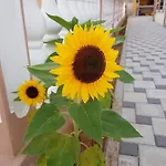 Mila Vodice