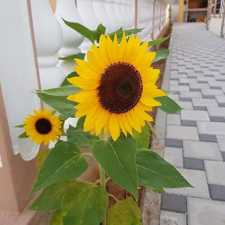 Mila Vodice